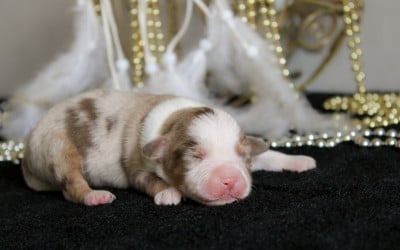 Les chiots de Berger Américain Miniature