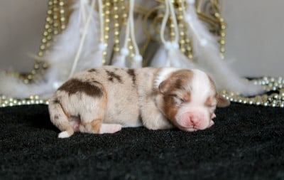 Les chiots de Berger Américain Miniature