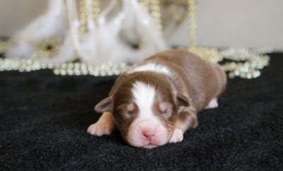 Les chiots de Berger Américain Miniature