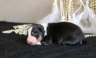 Les chiots de Berger Américain Miniature