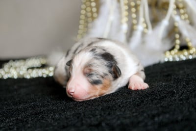 Les chiots de Berger Américain Miniature