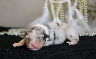 Les chiots de Berger Américain Miniature
