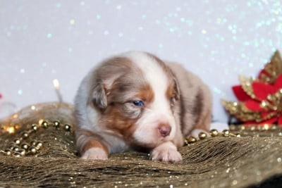 Les chiots de Berger Américain Miniature 