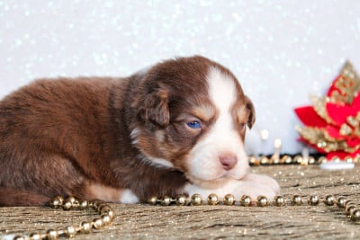 Les chiots de Berger Américain Miniature 