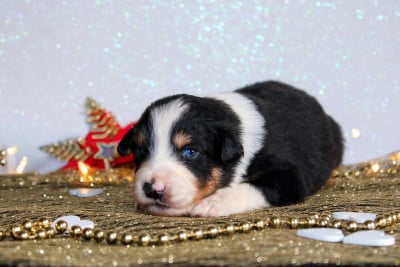 Les chiots de Berger Américain Miniature 