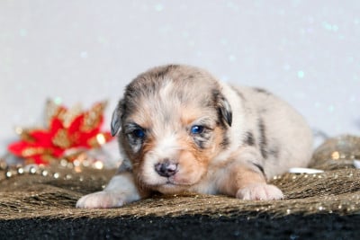 Les chiots de Berger Américain Miniature 