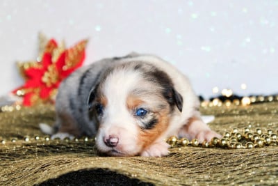Les chiots de Berger Américain Miniature 