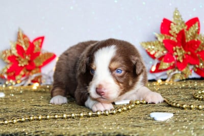 Les chiots de Berger Américain Miniature 