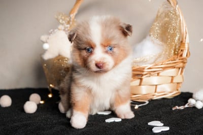 Les chiots de Berger Américain Miniature