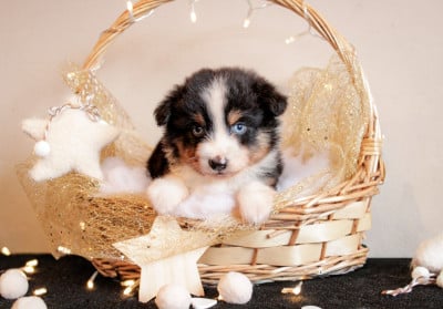 Les chiots de Berger Américain Miniature 