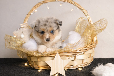 Les chiots de Berger Américain Miniature 