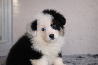 Berger Américain Miniature