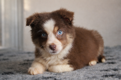 Les chiots de Berger Américain Miniature