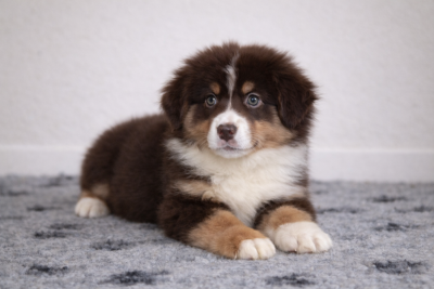 Les chiots de Berger Américain Miniature