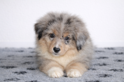 Les chiots de Berger Américain Miniature