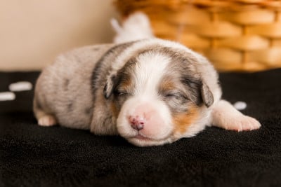 Les chiots de Berger Américain Miniature 