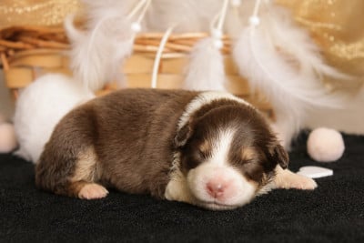Les chiots de Berger Américain Miniature 