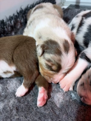 Les chiots de Berger Australien