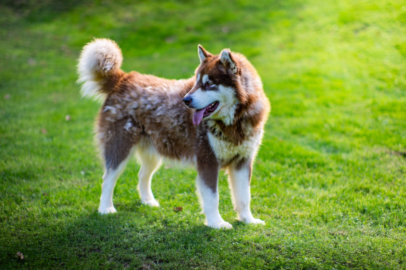 CH. aventuras en alaska Mohawk