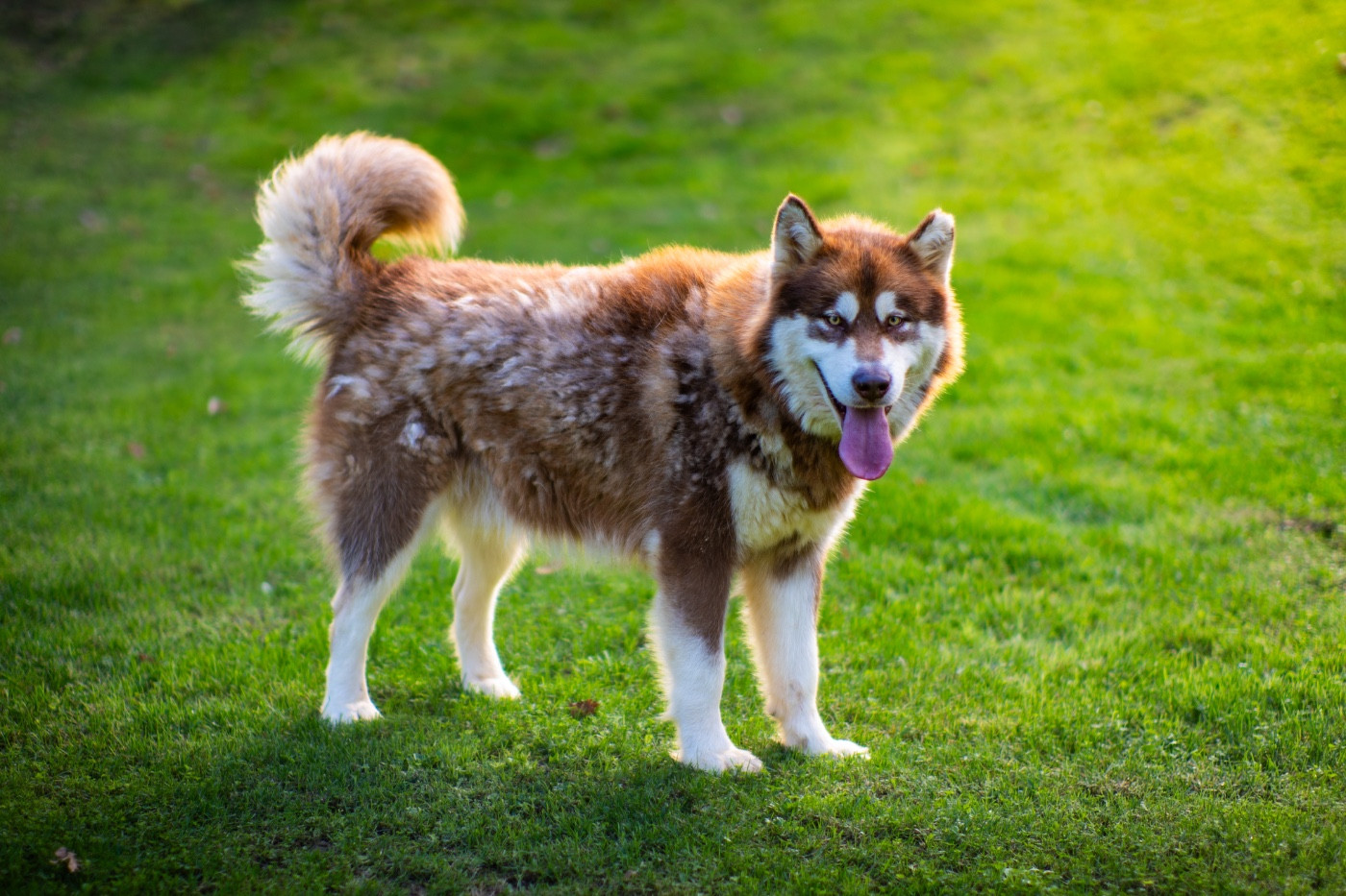 CH. aventuras en alaska Mohawk