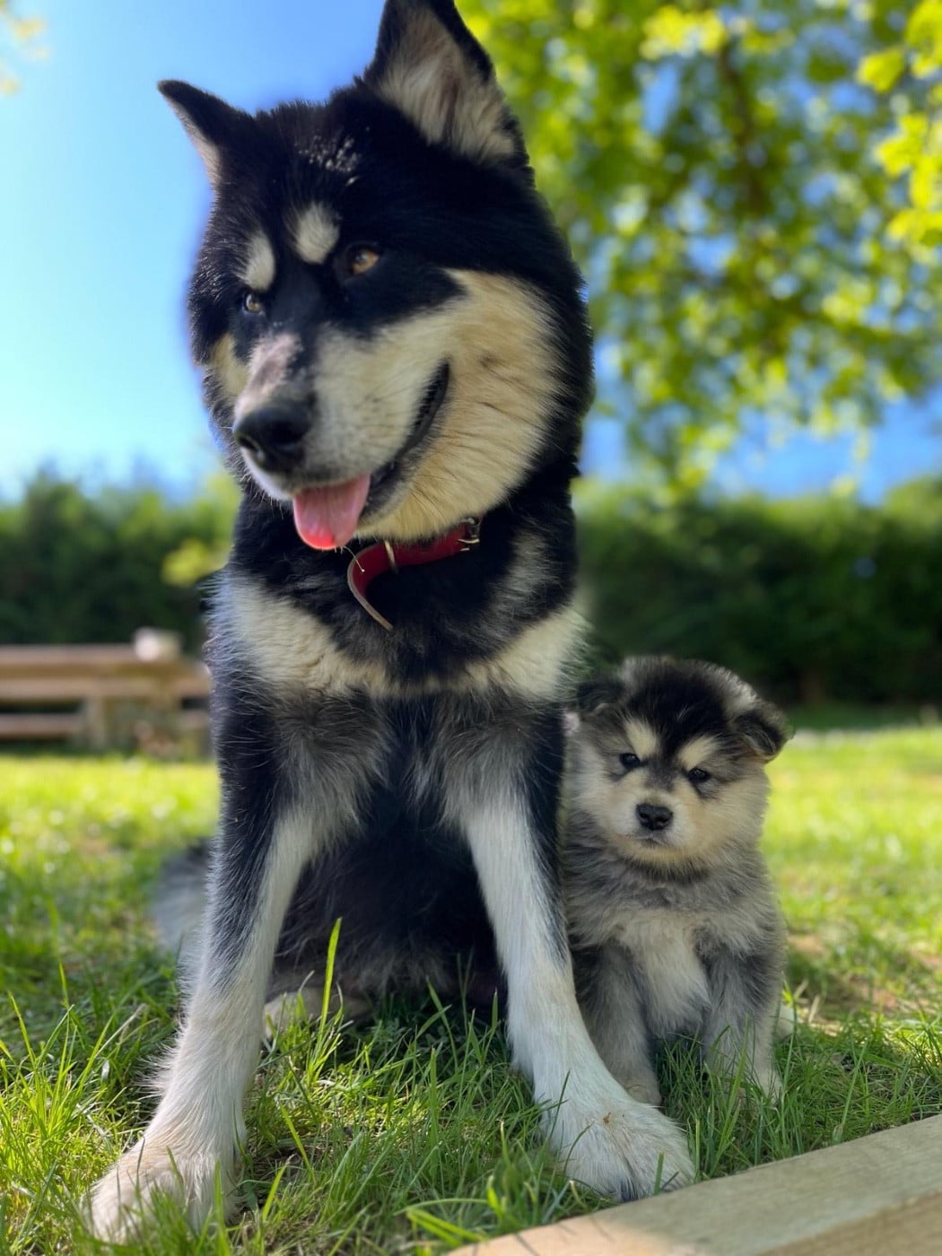 Into The Wild With Suki of yupic