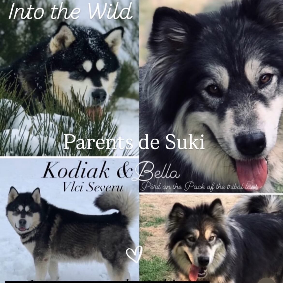 Into The Wild With Suki of yupic