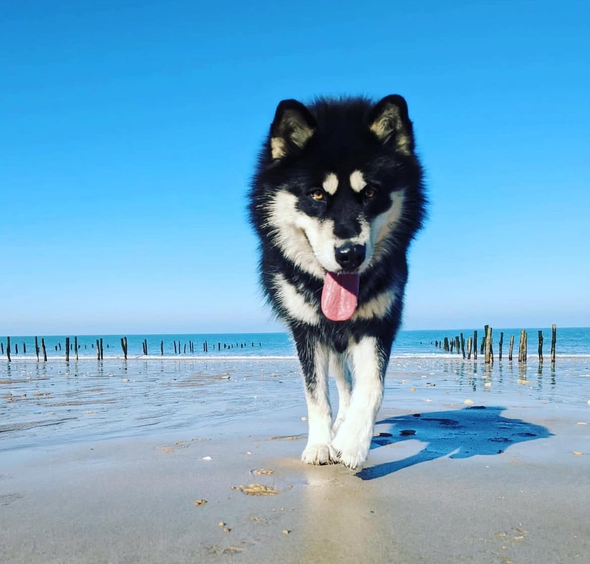 Into The Wild With Suki of yupic