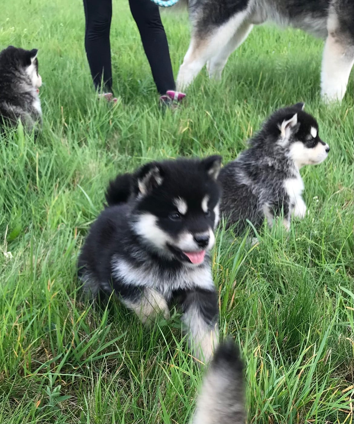 Into The Wild With Suki of yupic