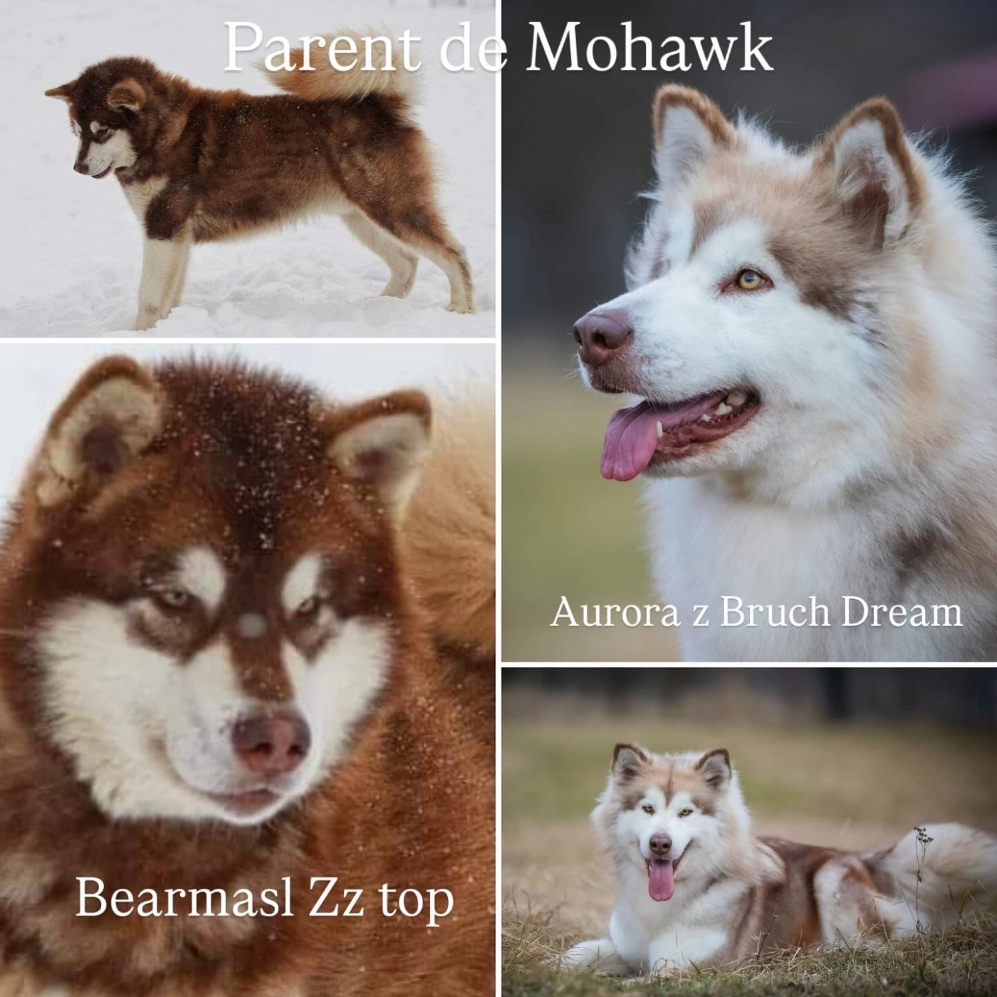 CH. aventuras en alaska Mohawk