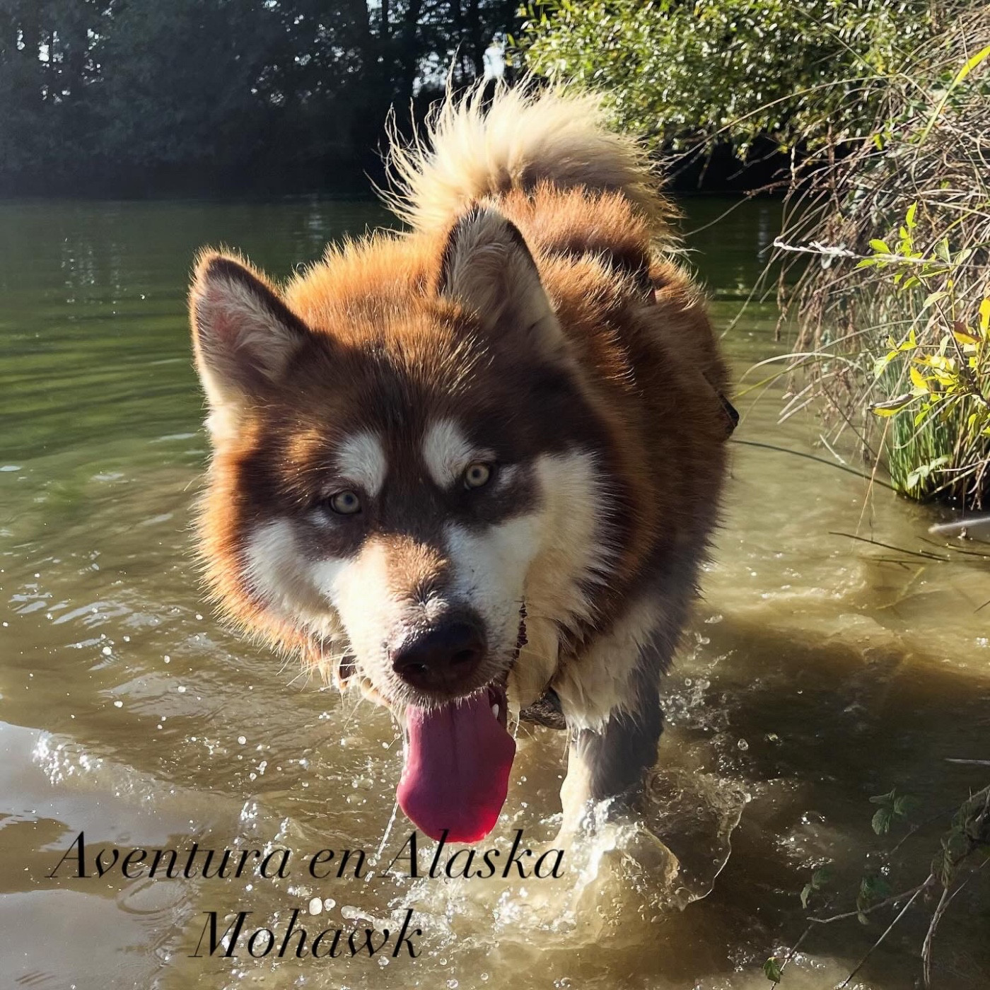 CH. aventuras en alaska Mohawk