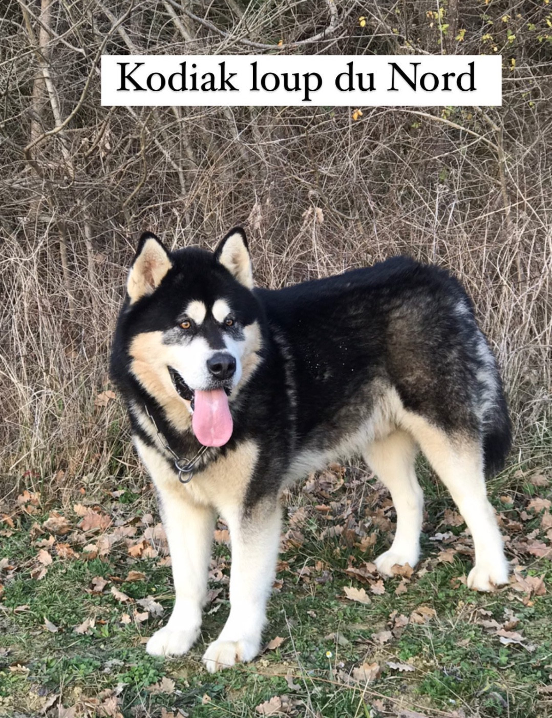 CH. Kodiak Vlci Severu