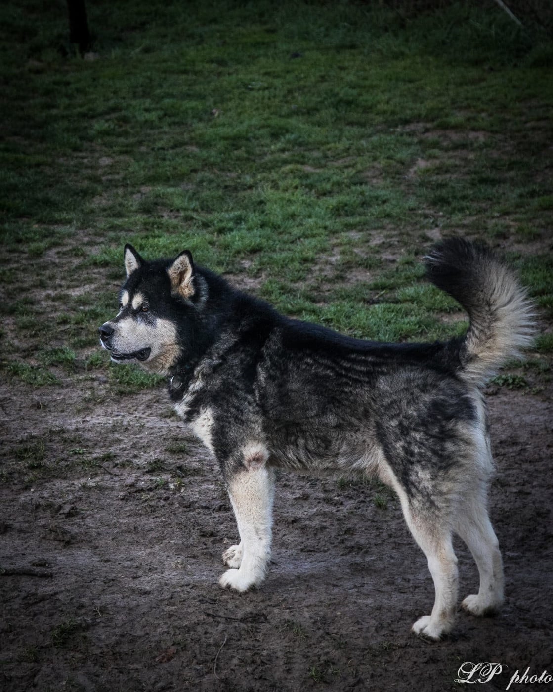 CH. Kodiak Vlci Severu