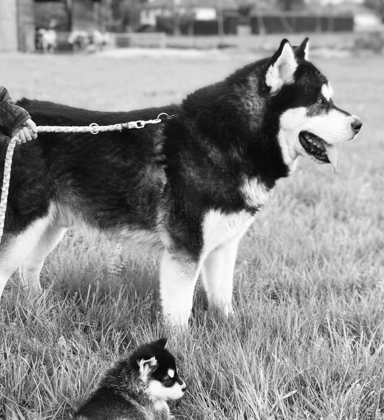 CH. Kodiak Vlci Severu