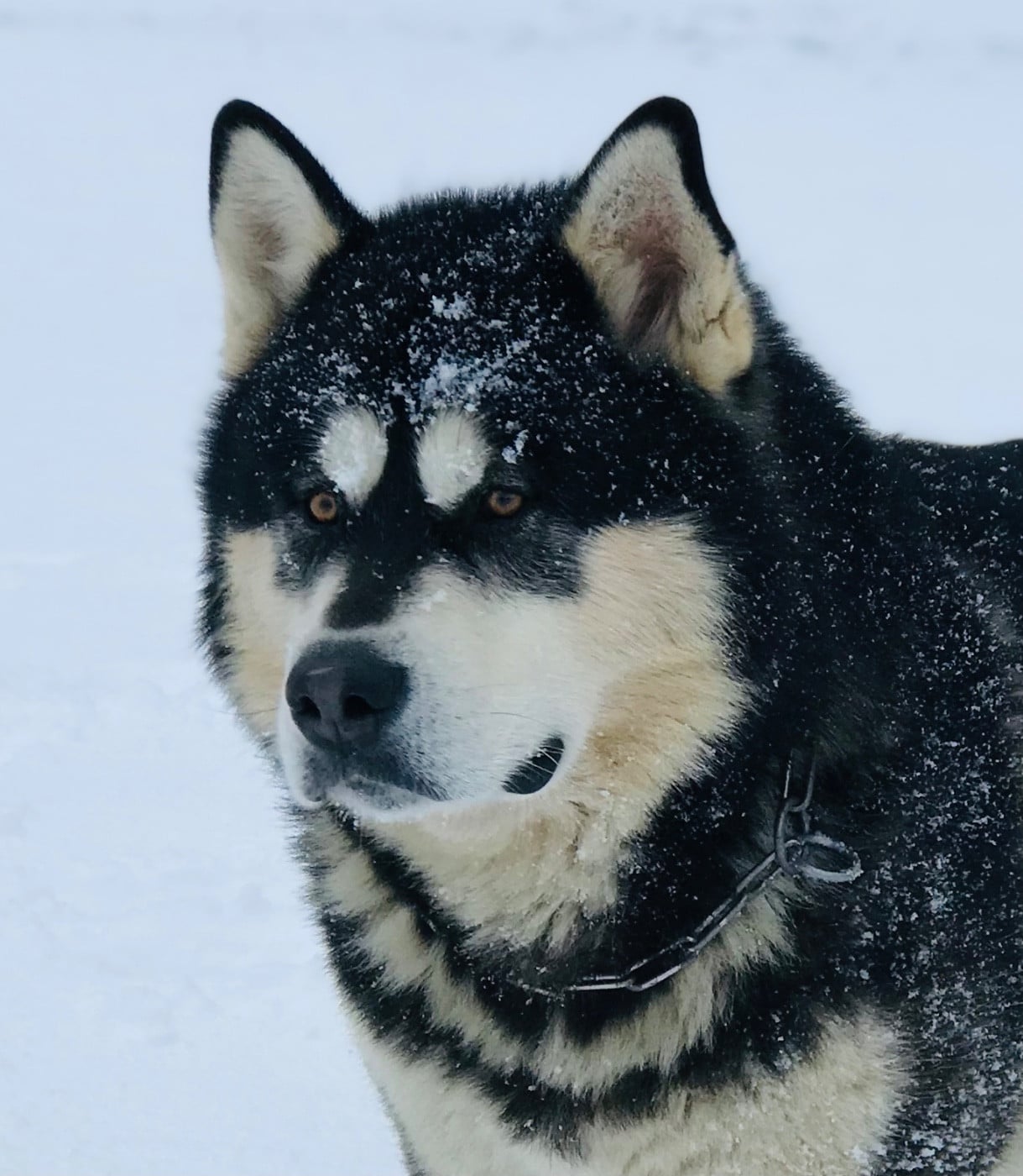 CH. Kodiak Vlci Severu