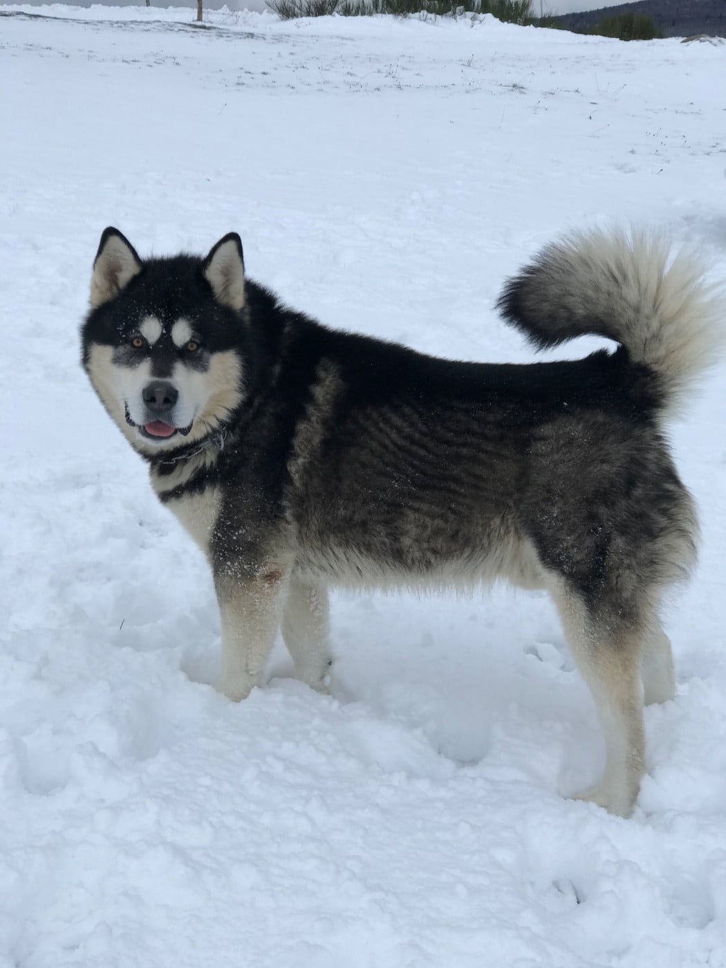 CH. Kodiak Vlci Severu