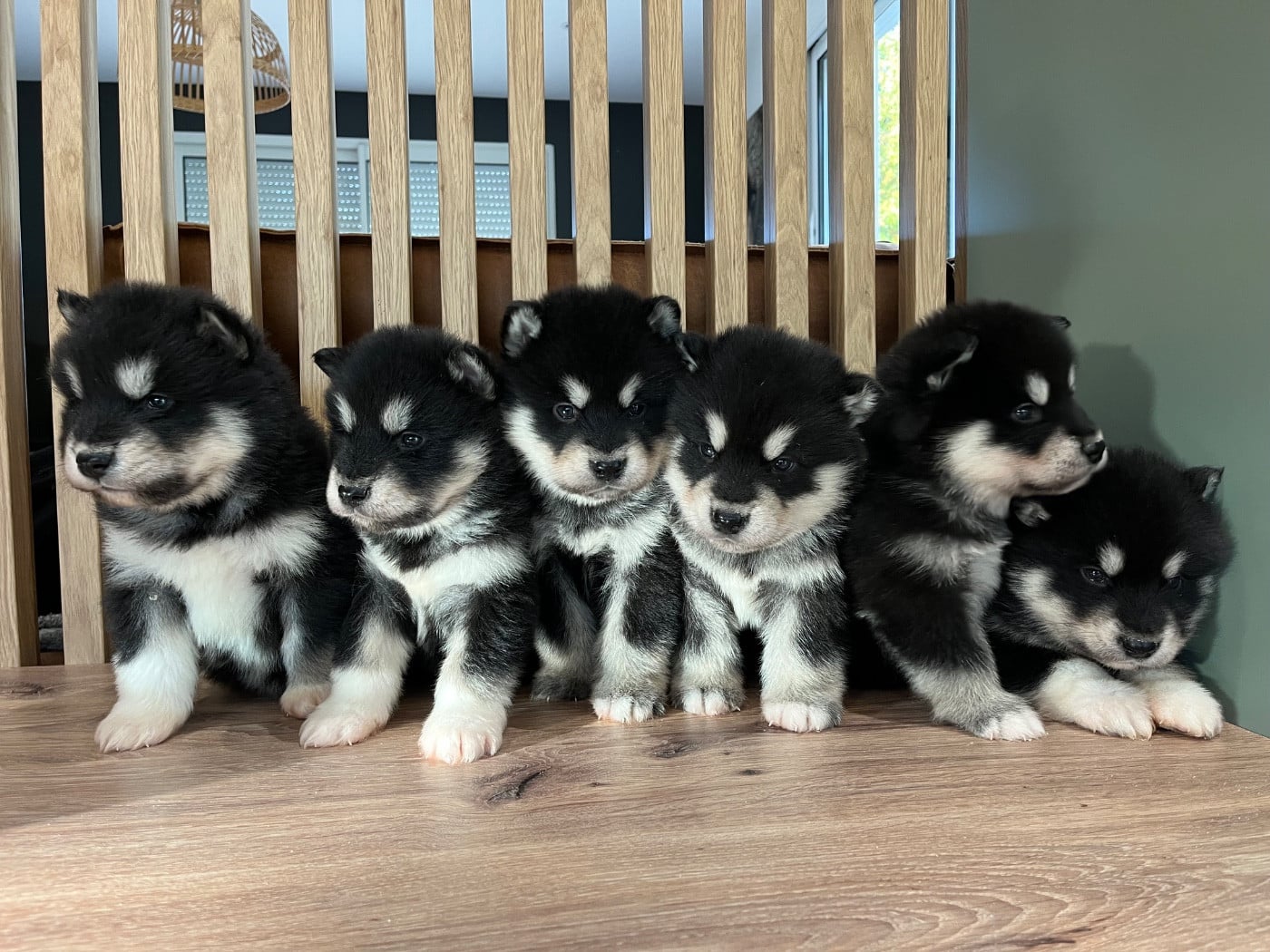 Alaskan Malamute - Into The Wild With