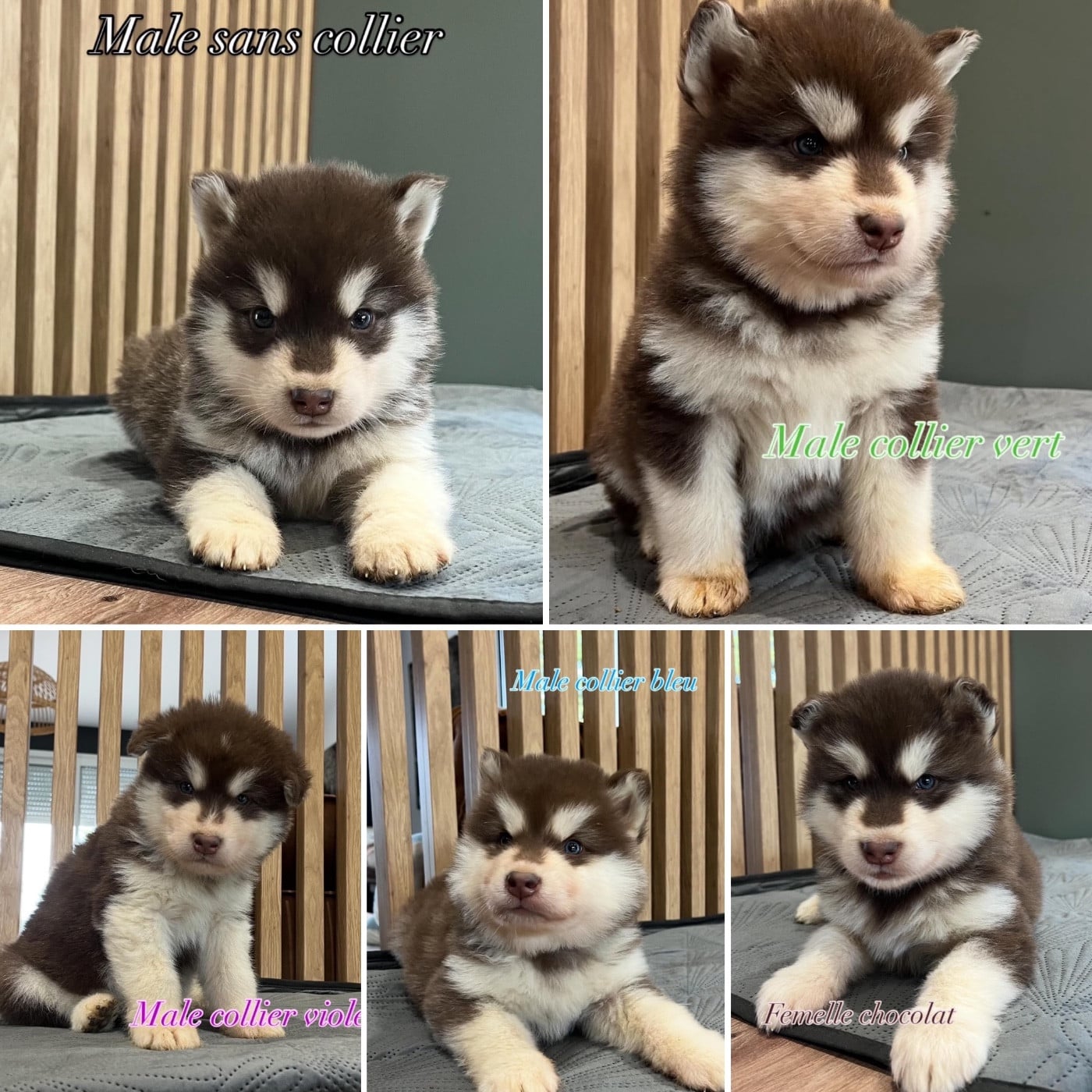 Chiot Alaskan Malamute