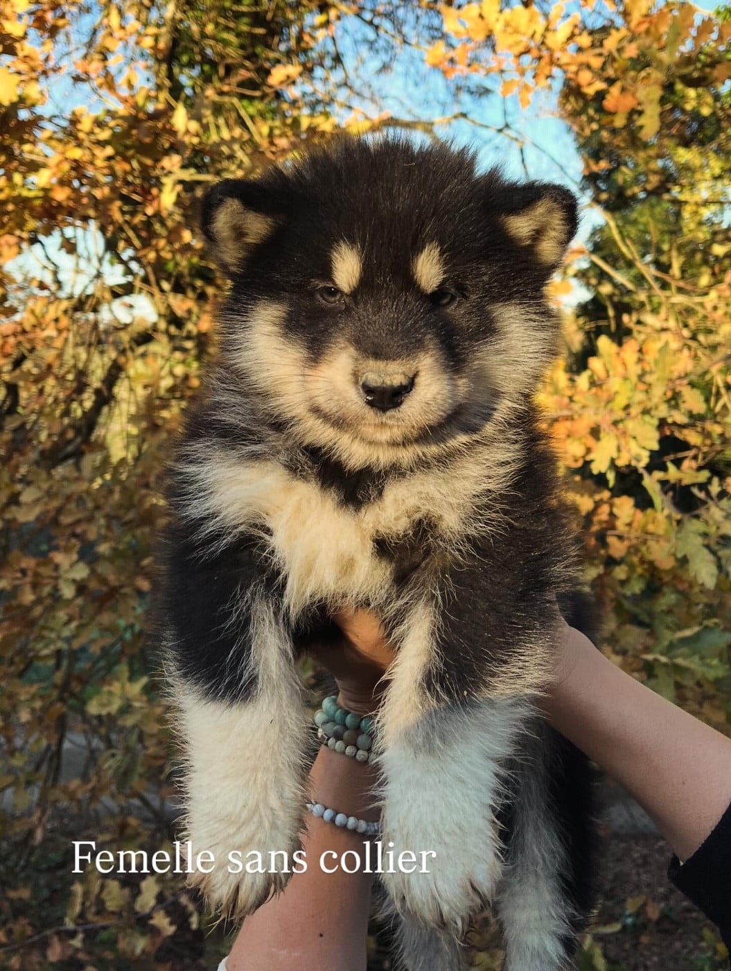 Femelle sans collier