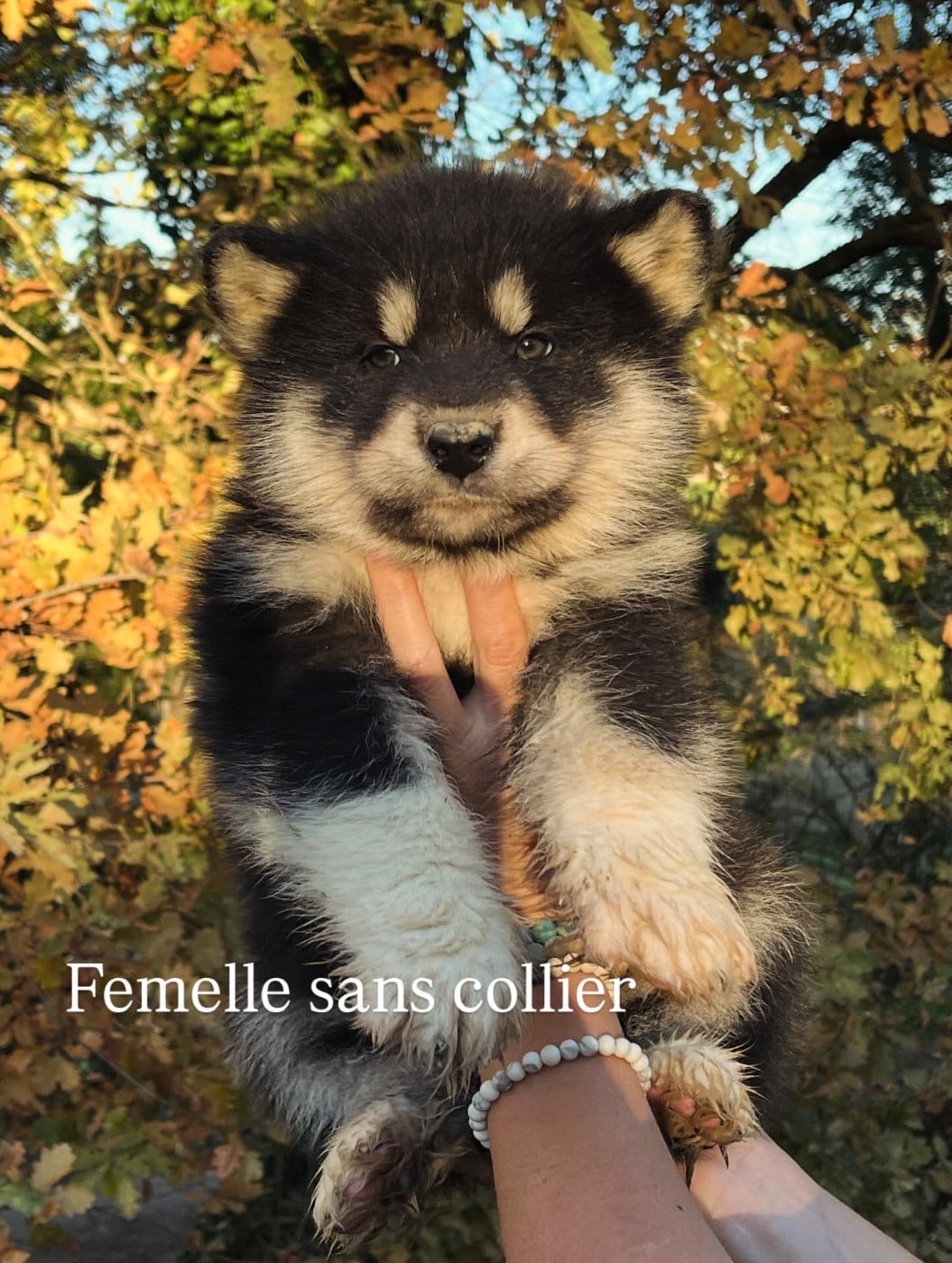 Femelle sans collier