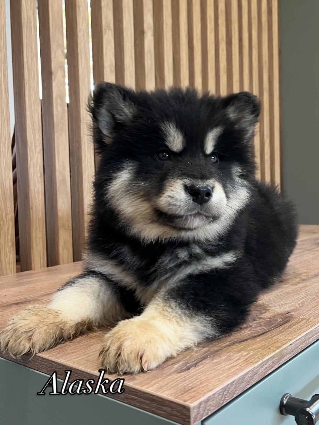 Alaska Femelle collier gris