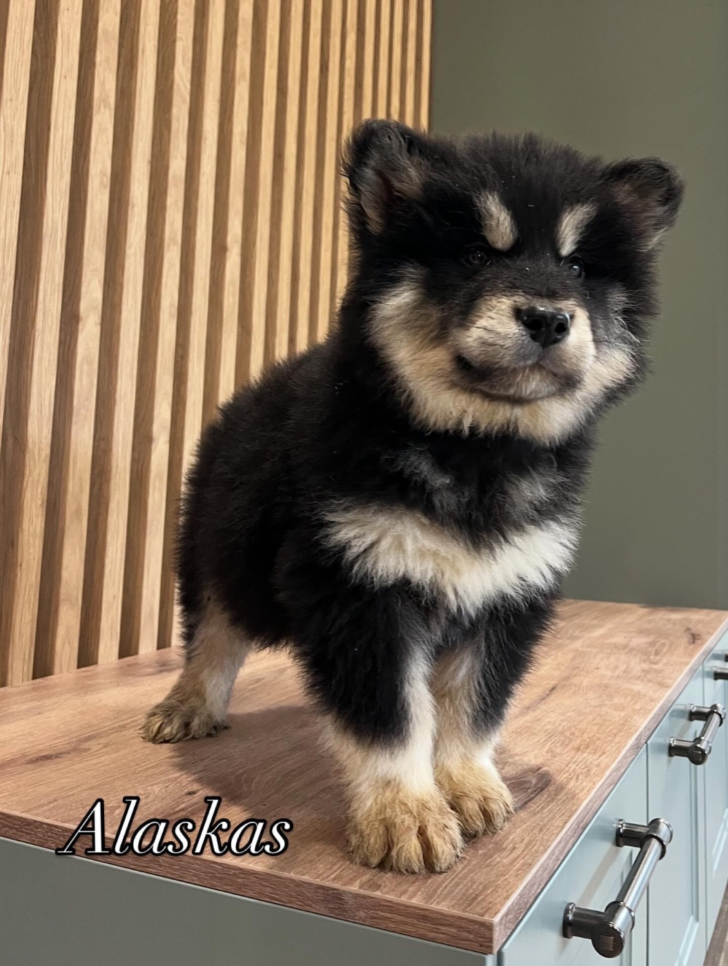 Alaska Femelle collier gris