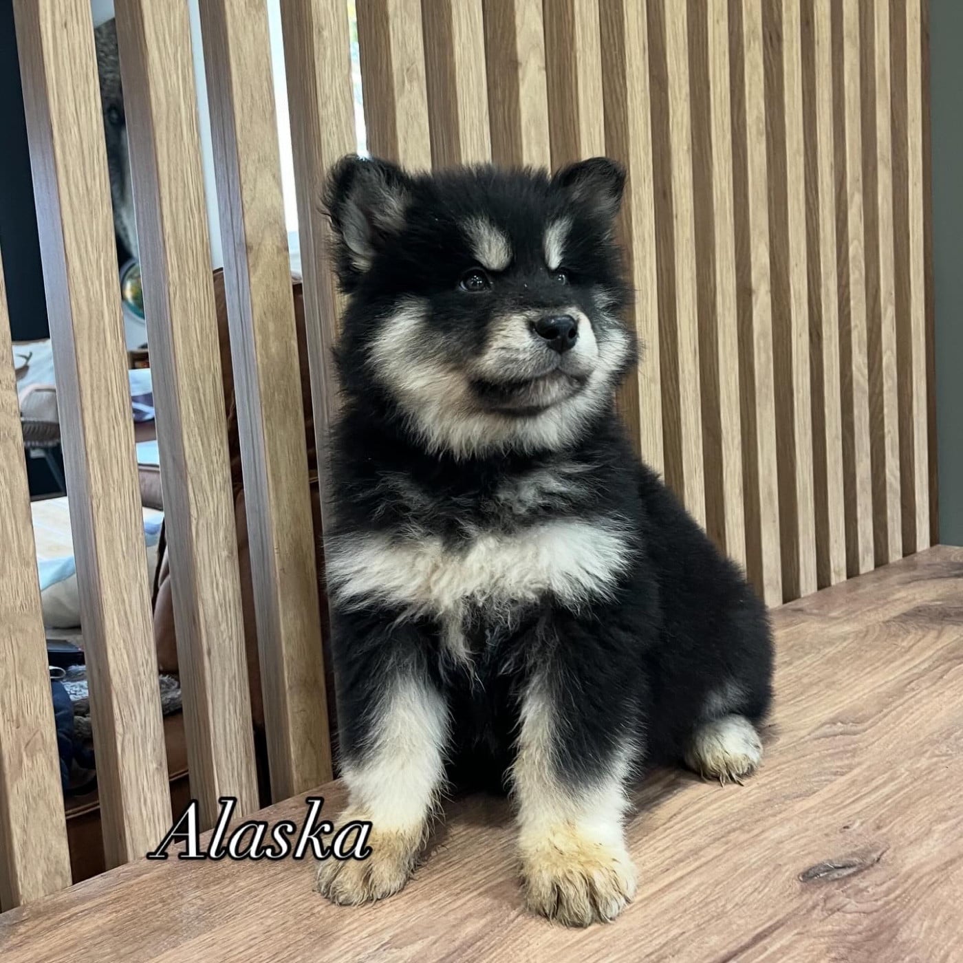 Alaska Femelle collier gris