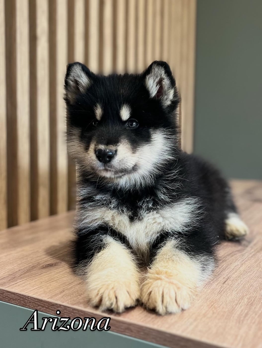 Arizona Femelle sans collier