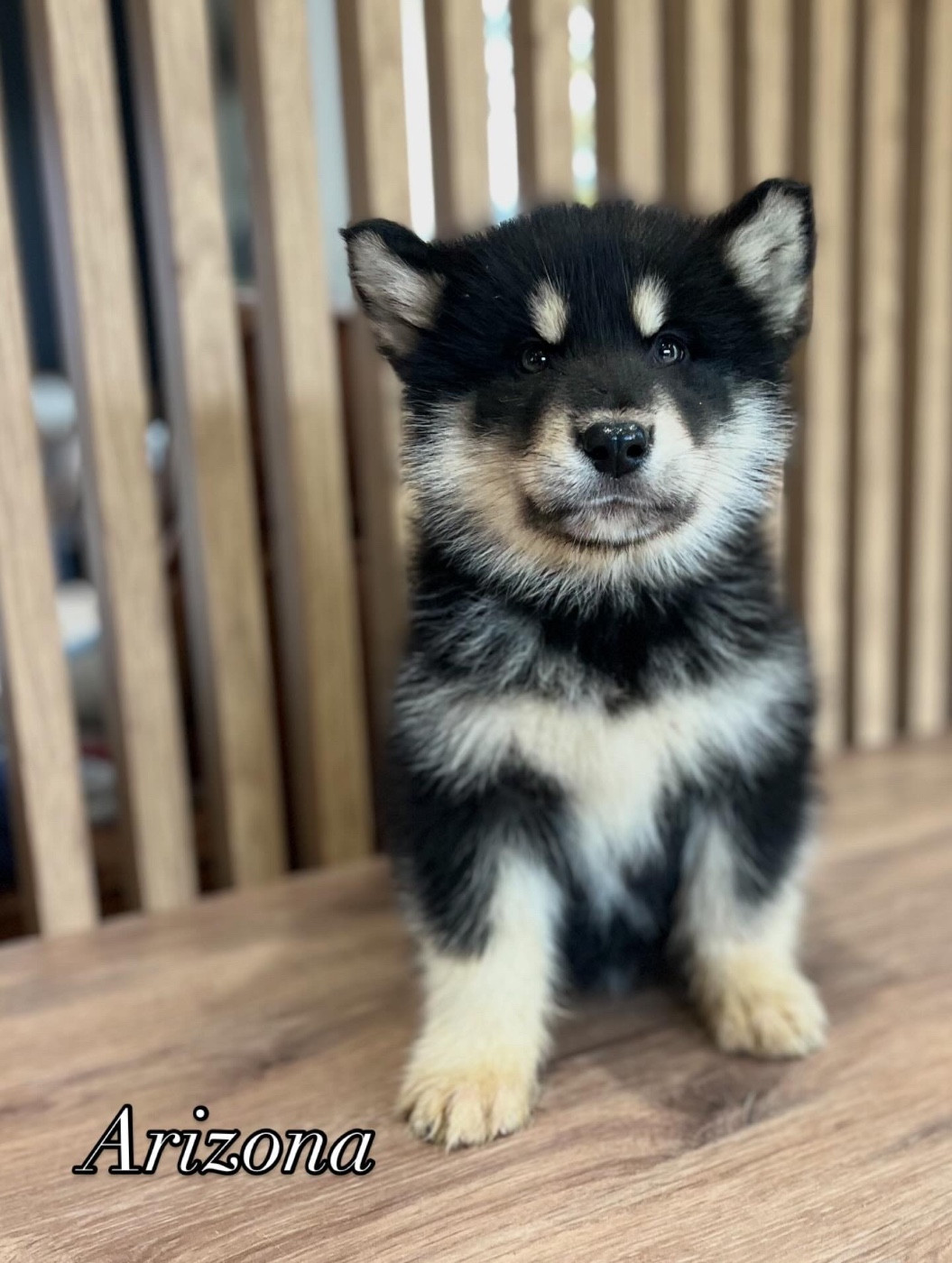 Arizona Femelle sans collier