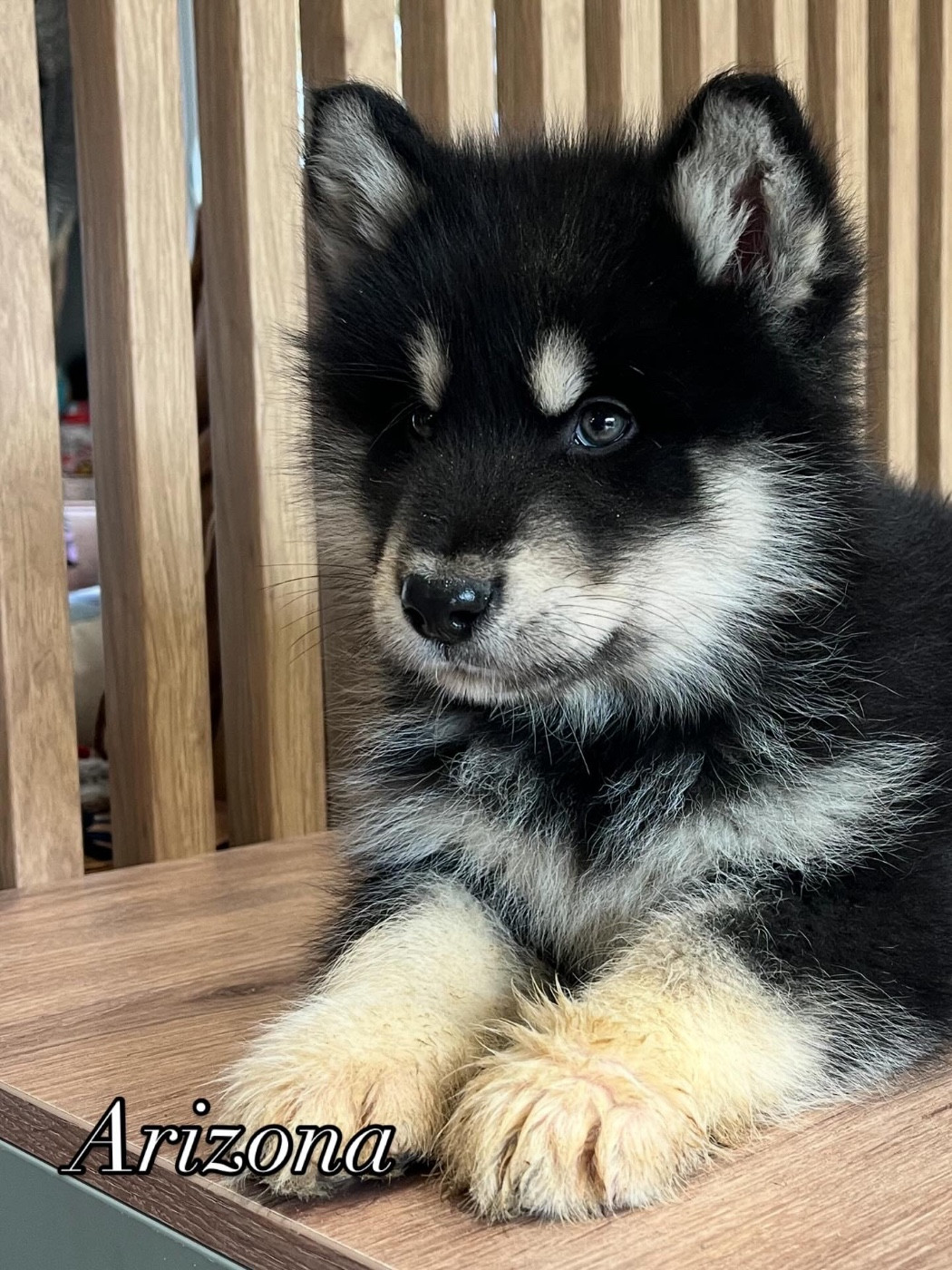 Arizona Femelle sans collier