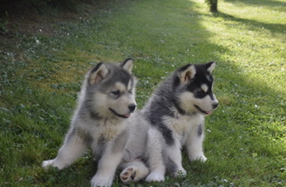 Alaskan Malamute - Into The Wild With