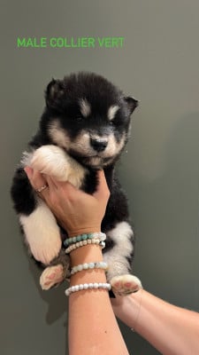 Les chiots de Alaskan Malamute