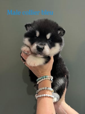 Les chiots de Alaskan Malamute