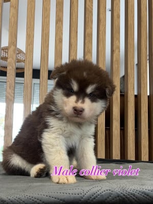Les chiots de Alaskan Malamute