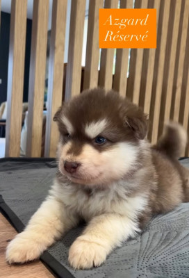 Les chiots de Alaskan Malamute